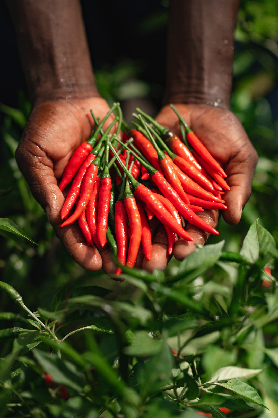 bird-s-eye-chilli-may-be-small-but-it-packs-a-punch-dhow-nature