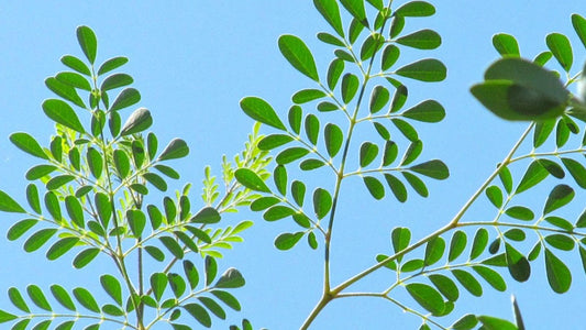 Moringa benefits green healthy